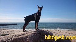 Satilik King Doberman Yavruları 1