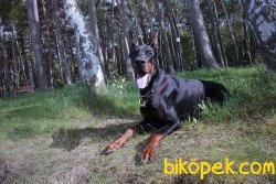Satilik King Doberman Yavruları 4