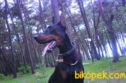 Satilik King Doberman Yavruları 2