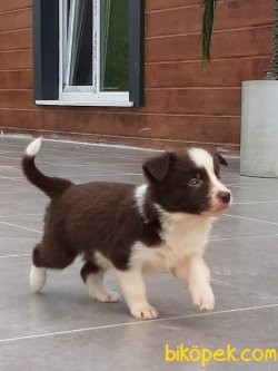 SATILIK KIZIL BORDER COLLİE YAVRULARI 1