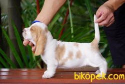 SATILIK  KÖPEK BASSET HAUND YAVRULARI 2