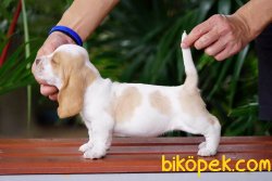 SATILIK  KÖPEK BASSET HAUND YAVRULARI 1