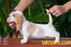 SATILIK  KÖPEK BASSET HAUND YAVRULARI 4