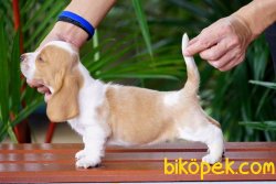 SATILIK  KÖPEK BASSET HAUND YAVRULARI 3