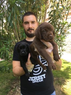 Satılık Labrador Retri̇ever Yavruları 1