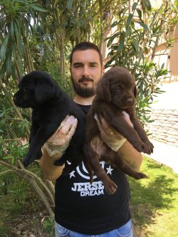 Satılık Labrador Retri̇ever Yavruları 3