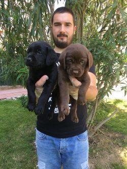 Satılık Labrador Retri̇ever Yavruları 1
