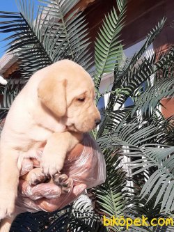 SATİLİK LABRADOR RETRIEVER YAVRULARI 2