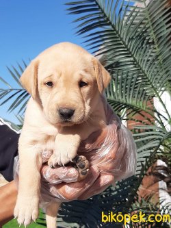 SATİLİK LABRADOR RETRIEVER YAVRULARI 4