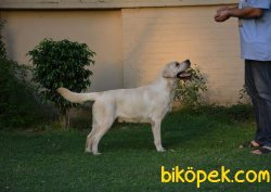 SATİLİK LABRADOR RETRIEVER YAVRULARI 2