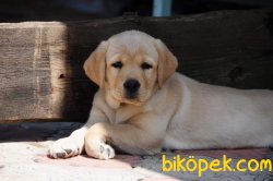 SATİLİK LABRADOR RETRIEVER YAVRULARI 3