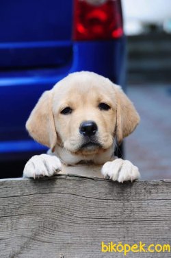 SATİLİK LABRADOR RETRIEVER YAVRULARI 4