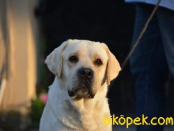 SATİLİK LABRADOR RETRIEVER YAVRULARI 5