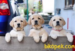 SATİLİK LABRADOR RETRIEVER YAVRULARI 1