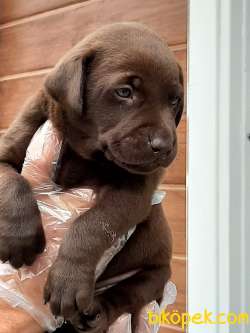 SATILIK LABRADOR RETRİEVER YAVRULARI 3