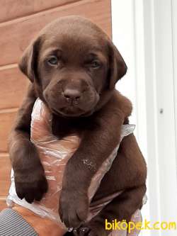 SATILIK LABRADOR RETRİEVER YAVRULARI 4