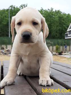 SATILIK LABRADOR RETRIEVER YAVRULARI 3