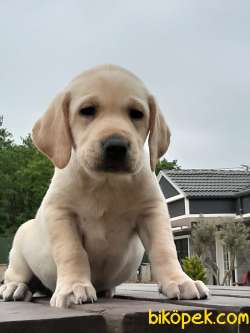 SATILIK LABRADOR RETRIEVER YAVRULARI 1