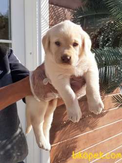SATILIK LABRADOR RETRIEVER YAVRULARI 1