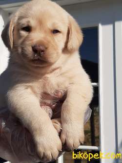 SATILIK LABRADOR RETRIEVER YAVRULARI 2