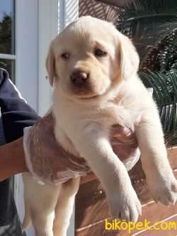 SATILIK LABRADOR RETRIEVER YAVRULARI 4