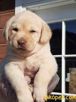 SATILIK LABRADOR RETRIEVER YAVRULARI 3