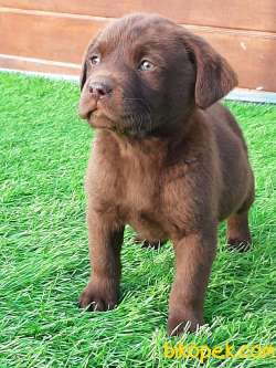 SATİLİK LABRADOR RETRIEVER YAVRULARI İSTANBUL 4