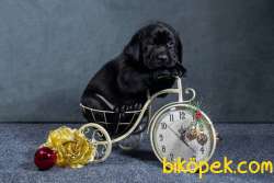 Satilik Labrador Retriever Yavrulari Istanbul 1