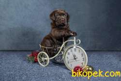 Satilik Labrador Retriever Yavrulari Istanbul 4