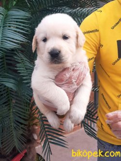 SATILIK LABRADOR RETRIEVER YAVRULARIMIZ 2