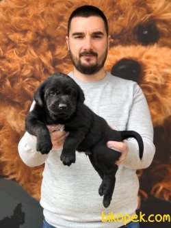 Labrador Yavrular 2