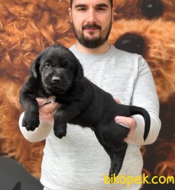 Labrador Yavrular 3