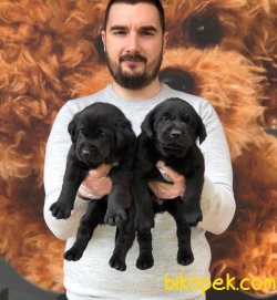 Labrador Yavrular 4