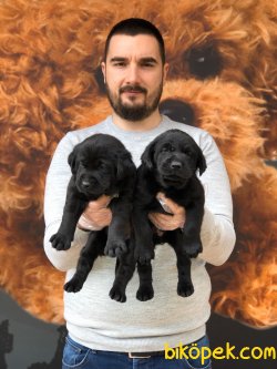 Labrador Yavrular 1