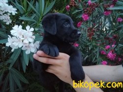 Satılık Labrador Yavruları 1