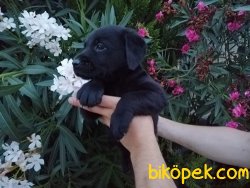 Satılık Labrador Yavruları 2