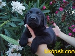 Satılık Labrador Yavruları 4