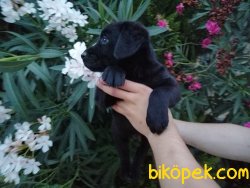 Satılık Labrador Yavruları 5