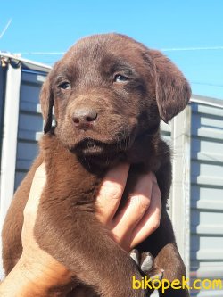 Satılık Labrador Yavruları 5