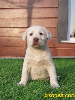Satılık LABRADOR YAVRULARIMIZ 1