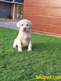 Satılık LABRADOR YAVRULARIMIZ 2