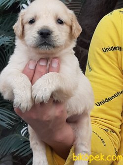 Satılık LABRADOR YAVRULARIMIZ 3