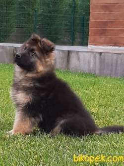 SATILIK LONG HAIR ALMAN KURDU YAVRULARI 5