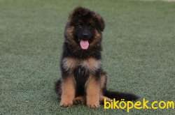 SATILIK LONG HAIR ALMAN KURDU YAVRULARI 3