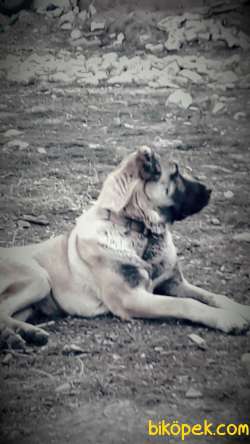 Satılık Malaklı Cinsi Köpek 4