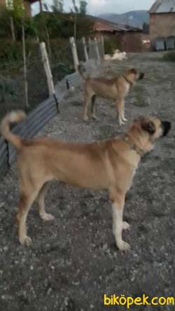 Satılık Malaklı Cinsi Köpek 2