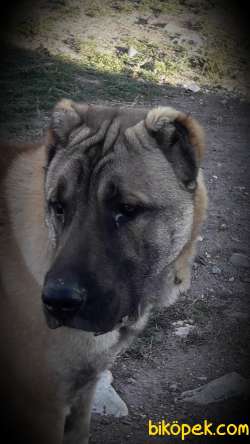 Satılık Malaklı Cinsi Köpek 5
