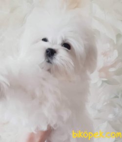 ✔️ Maltes Terrier ✔️ SATILIK YAVRU KÖPEK 4