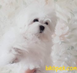 ✔️ Maltes Terrier ✔️ SATILIK YAVRU KÖPEK 1
