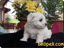 Satılık Maltese Terrier Bebeklerimiz Yeni Ailelerini Bekliyor 4